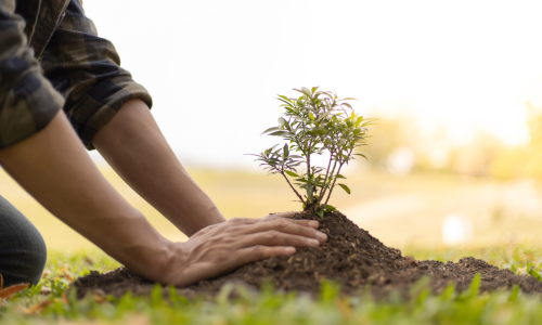 Holmes Co. Soil and Water’s annual tree seedling sale now underway