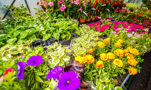 Plant Discovery Day will be held this year on Saturday, May 10th