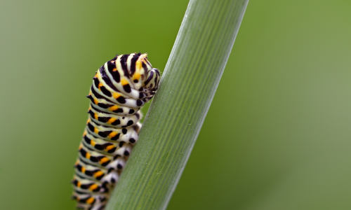 OSU putting on Insect Night Walk next Friday in Wooster